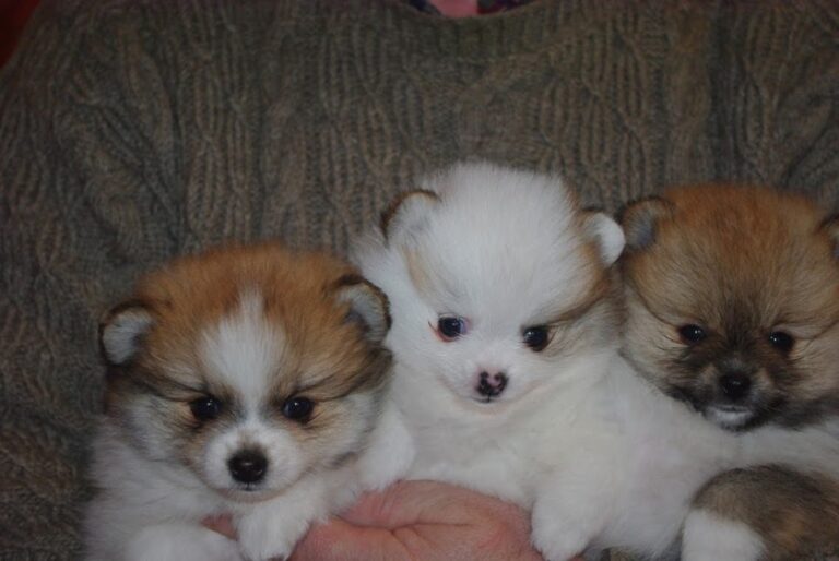 Harley, Hazel und Harriet