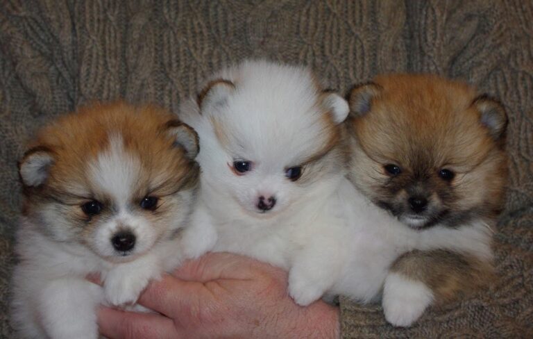 Hazel, Harley und Harriet7